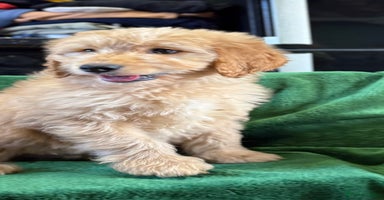 Mixed Breed dogs - Advert 6