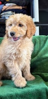 Mixed Breed dogs - Advert 6
