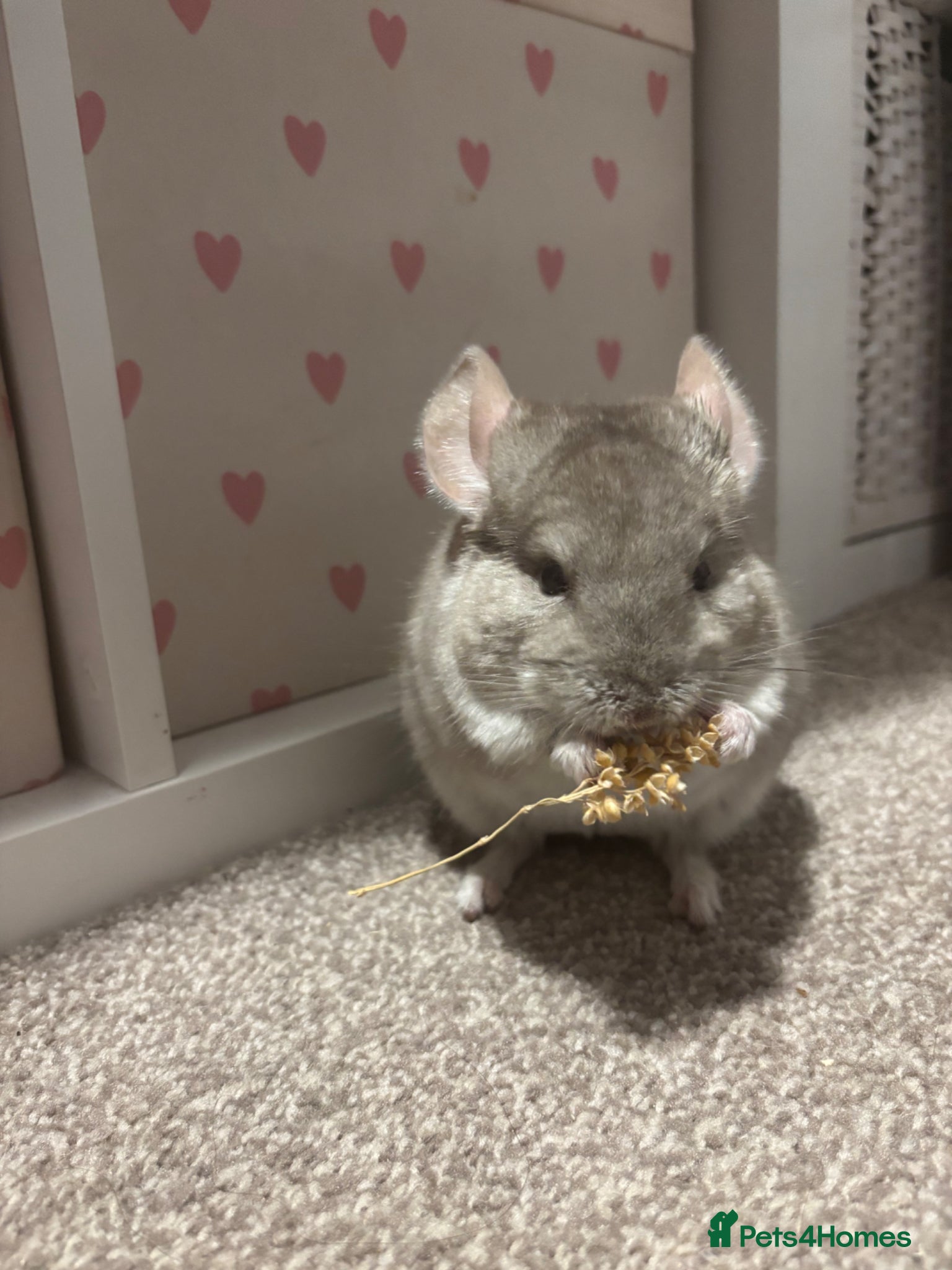 Chinchilla rodents Chinchilla beige male looking for new home - Advert 2