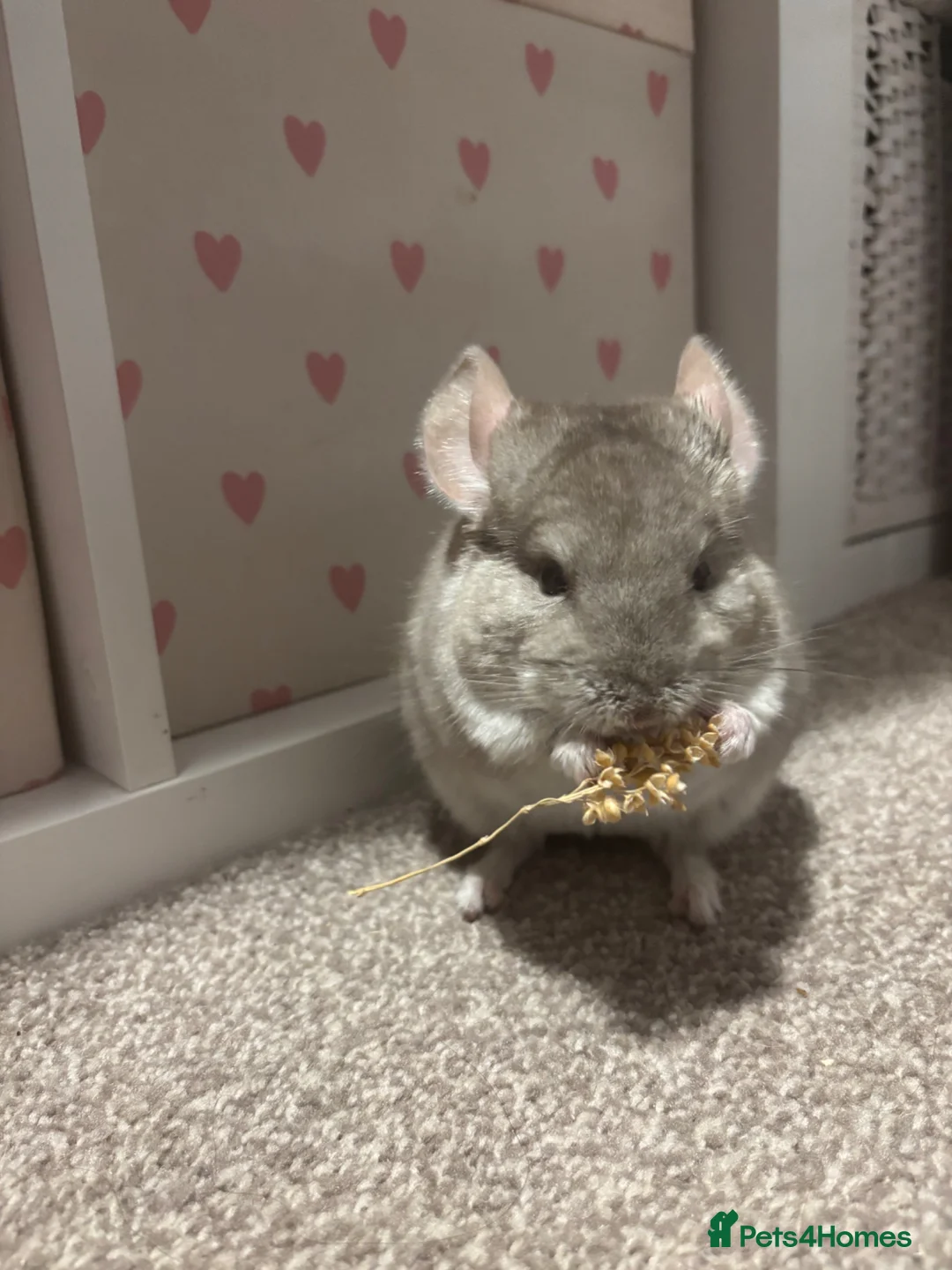 Chinchilla rodents for sale: Chinchilla beige male looking for new home - Advert 1