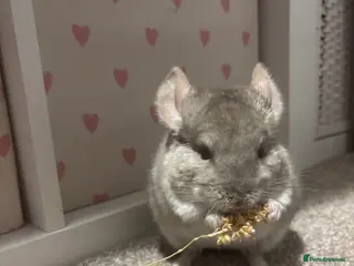 Chinchilla rodents Chinchilla beige male looking for new home - Advert 6