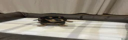 Miniature Dachshund dogs for sale: Stunning Miniature Daschund Puppies - Advert 13