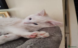 Ragdoll cats for sale: RAGS To Riches  - Image 3