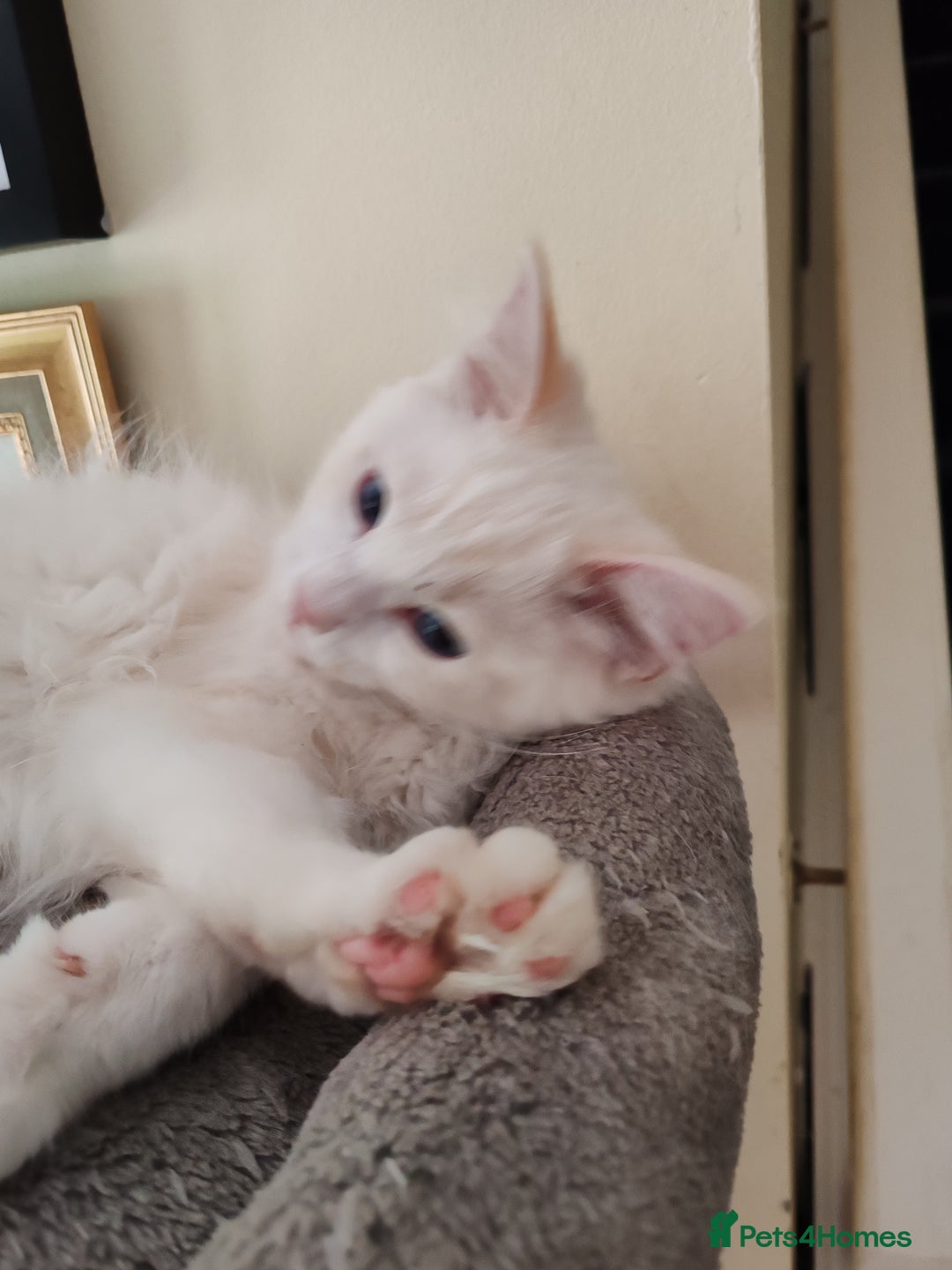 Ragdoll cats for sale: RAGS To Riches  - Image 3