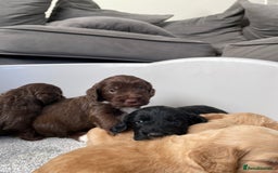 Cockapoo dogs for sale: F1 cockapoo p,r.a clear test - Image 1