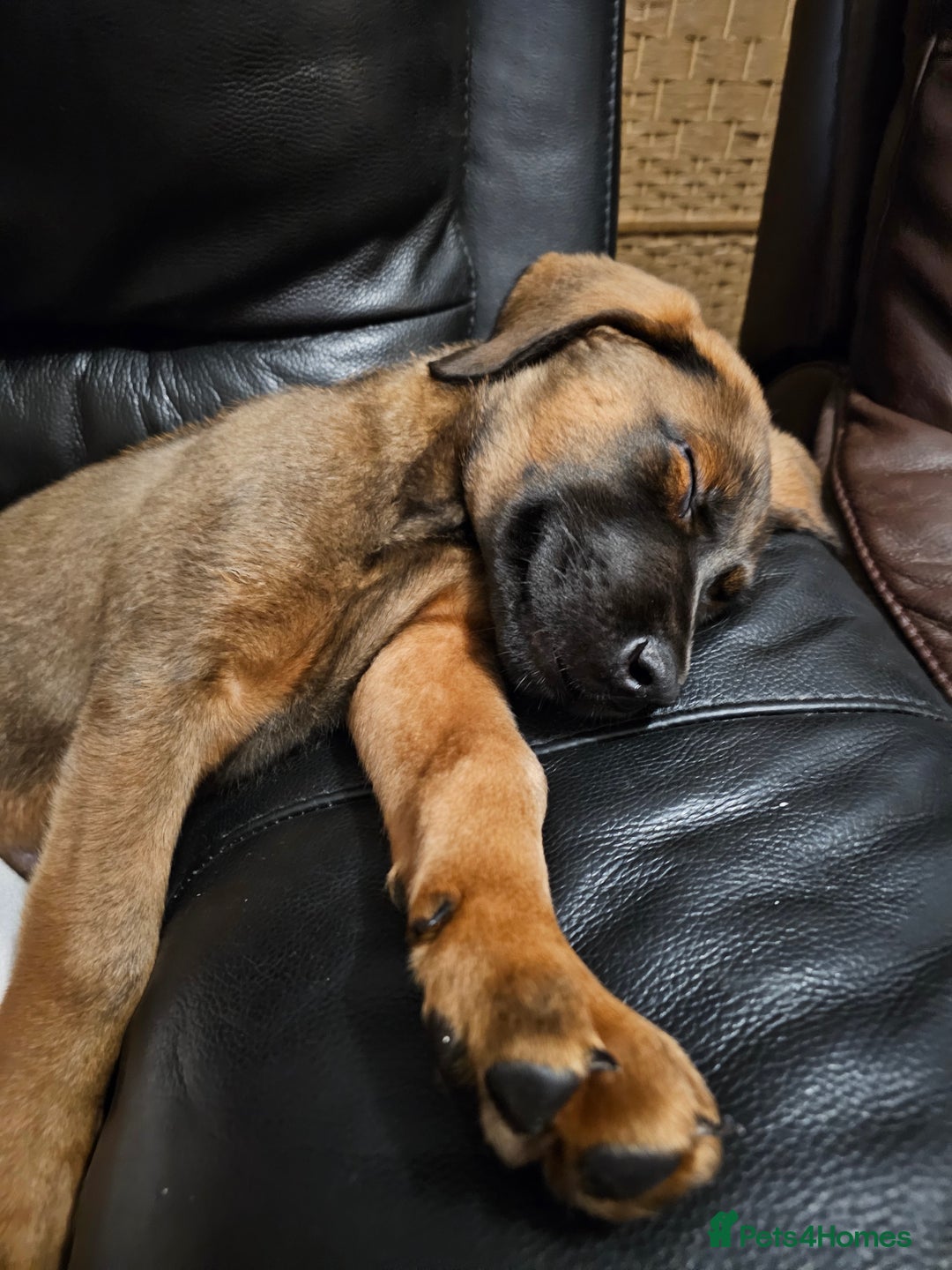 Mixed Breed dogs for sale: German shepherd cross puppy  - Advert 3