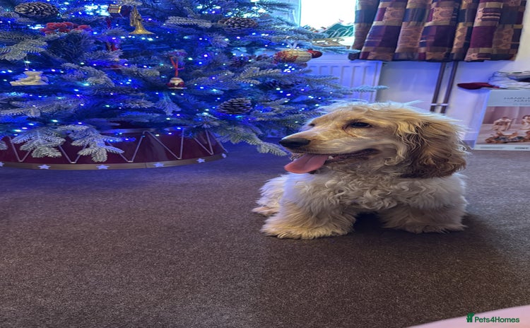 Cocker Spaniel dogs Cocker spaniel show type  - Advert 8