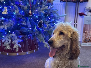 Cocker Spaniel dogs Cocker spaniel show type - Advert 11