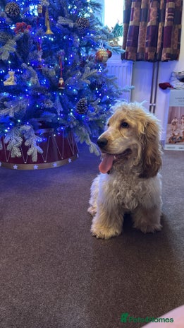 Cocker Spaniel dogs Cocker spaniel show type - Advert 8