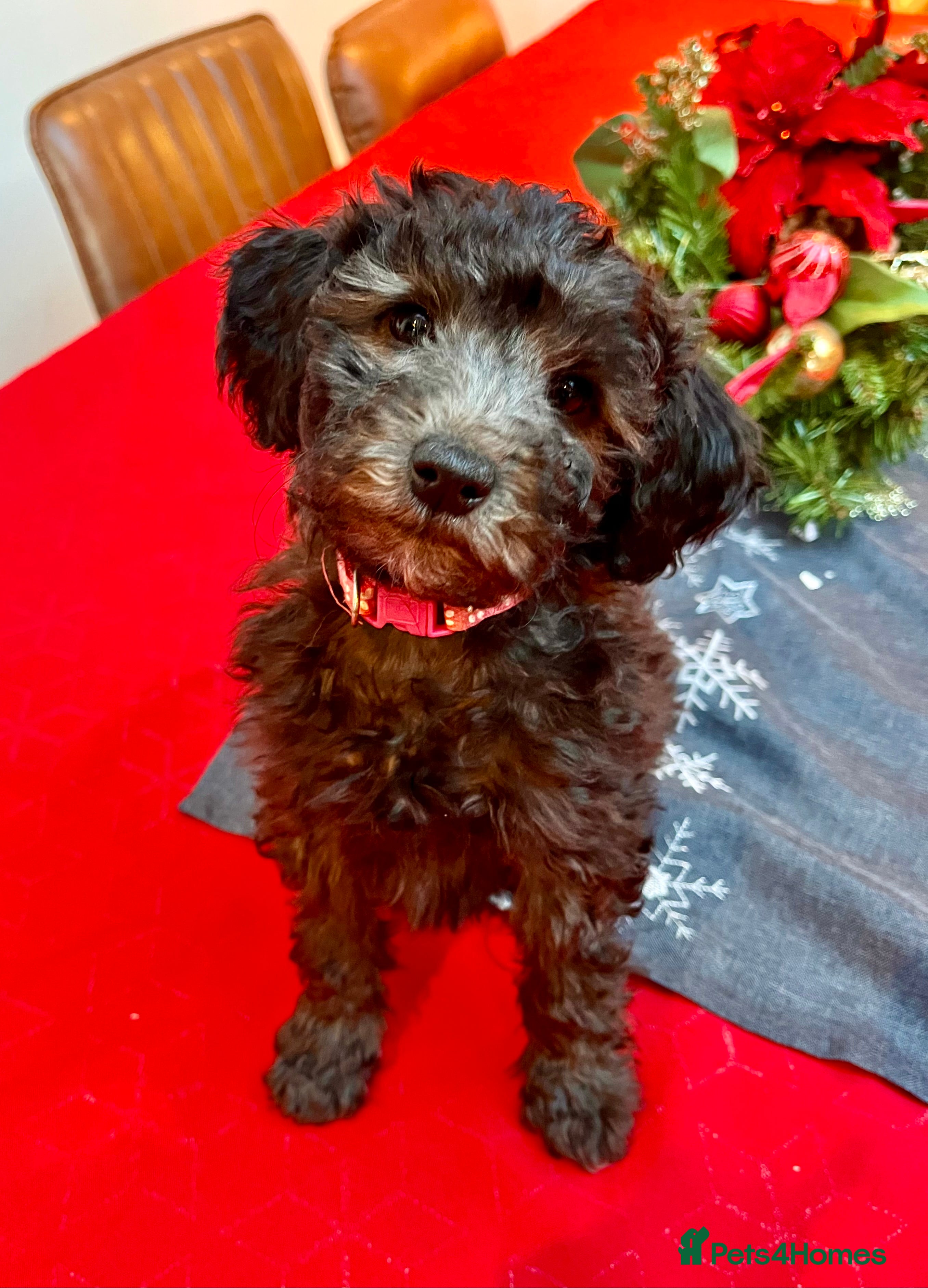 Australian Labradoodle dogs Home raised, DNA tested, Australian Labradoodles - Advert 1