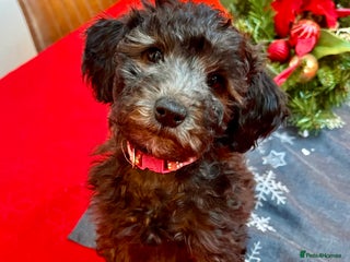 Australian Labradoodle dogs Home raised, DNA tested, Australian Labradoodles - Advert 3