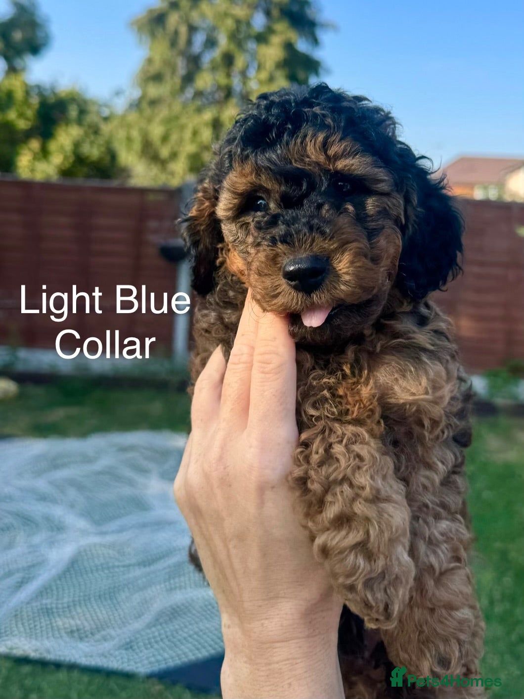 Cockapoo dogs Fully Health Tested Red & Sable F1B Cockapoos 🐶  - Advert 1