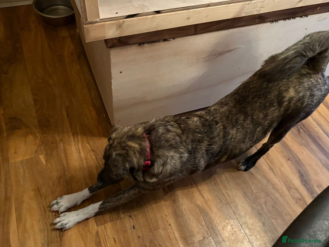 Mixed Breed dogs for adoption: Benji  - Image 9