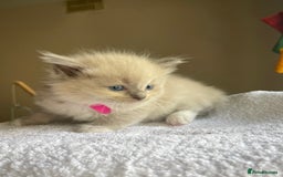 Ragdoll cats for sale: TICA registered pedigree Mink & blue point kittens - Image 21