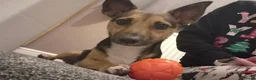 Jack Russell dogs for sale: Gus: Affectionate Jack Russell Seeks Loving Home - Advert 28