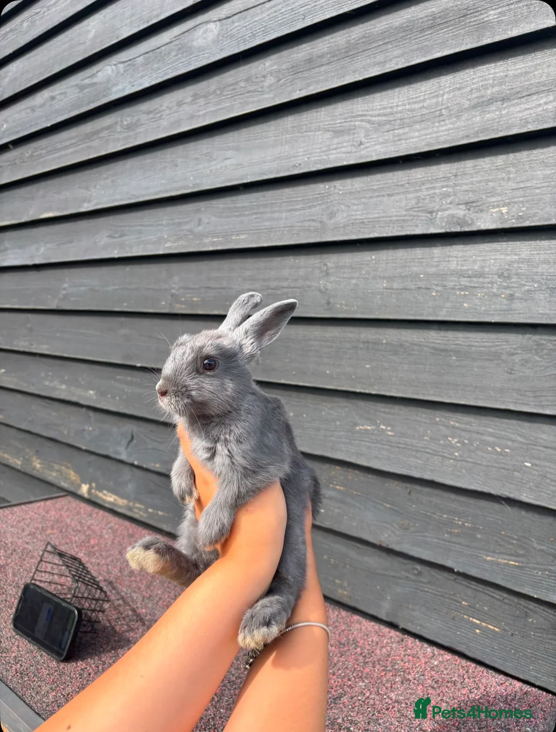 Mixed Breed rabbits for sale: Blue female baby - Advert 1