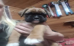 Boxer dogs for sale: KC Registered Boxer Puppies - Image 11