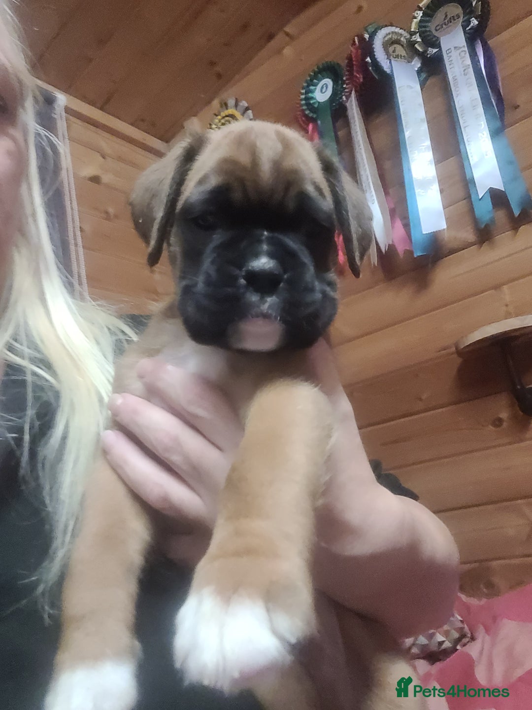 Boxer dogs for sale: KC Registered Boxer Puppies - Image 11