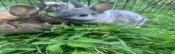 Netherland Dwarf rabbits for sale: URGENT 1 LEFT - Advert 23