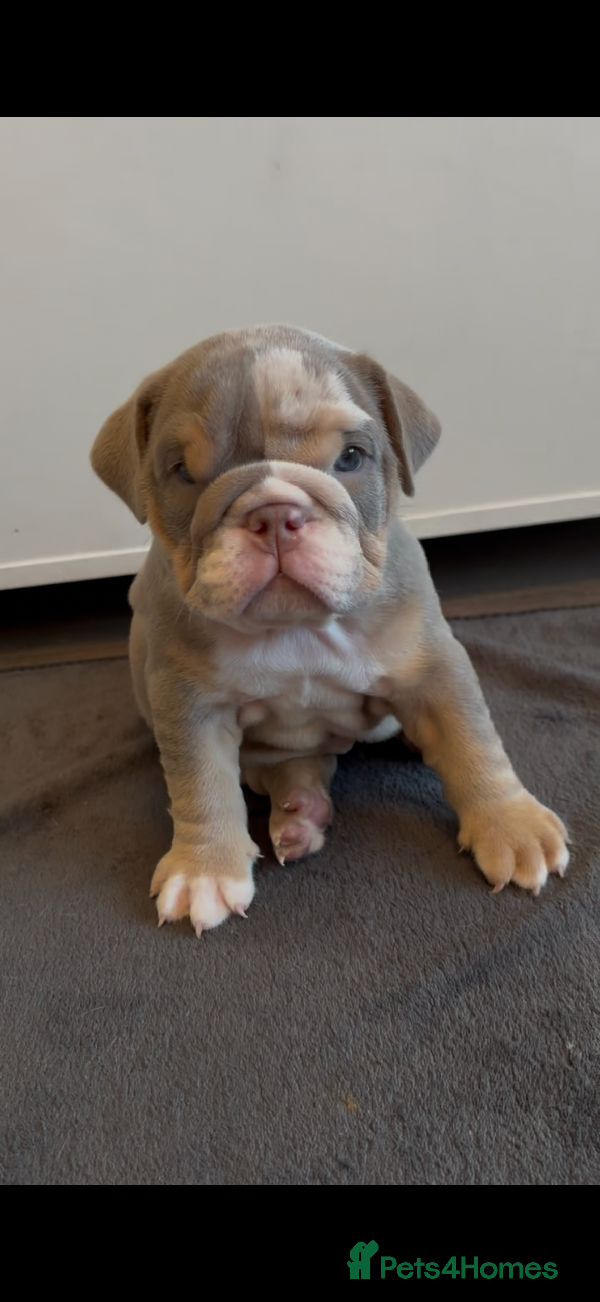 English Bulldog dogs *READY TO GO NOW* English Bulldog Puppies  - Advert 2