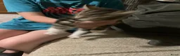 Mixed Breed cats for sale: Please help me find a home I can go today - Advert 1