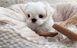 Maltese dogs for sale: 🌟Just One Left 🌟Bambelina Maltese🌟 - Image 21