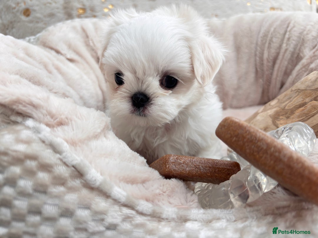 Maltese dogs for sale: 🌟Just One Left 🌟Bambelina Maltese🌟 - Image 21