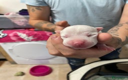 Staffordshire Bull Terrier dogs for sale: Staffy puppies  - Image 4