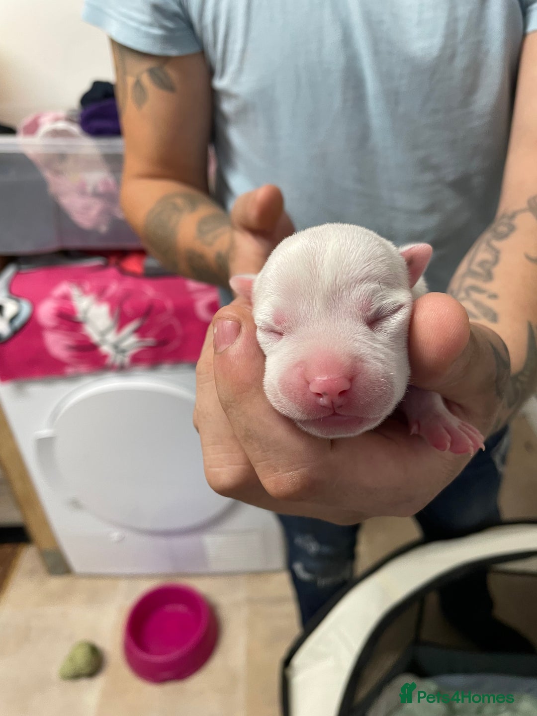 Staffordshire Bull Terrier dogs for sale: Staffy puppies  - Image 4