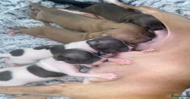 Italian Greyhound dogs - Advert 6