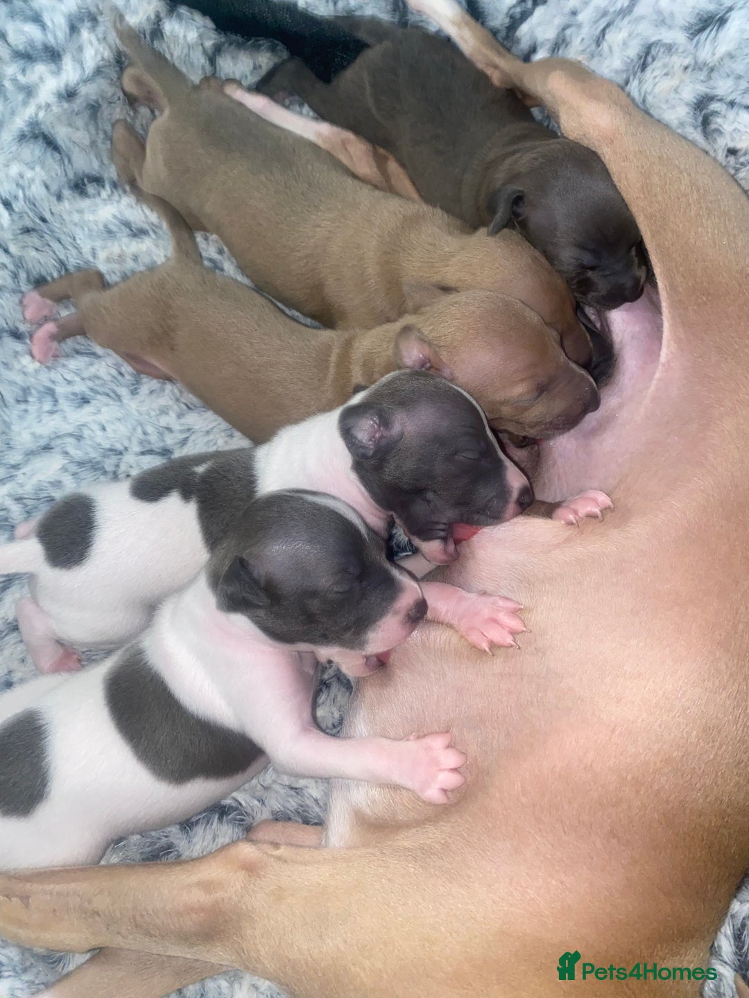 Italian Greyhound dogs for sale: ItalianGreyhound Puppies Ready4Their Forever Homes - Image 3