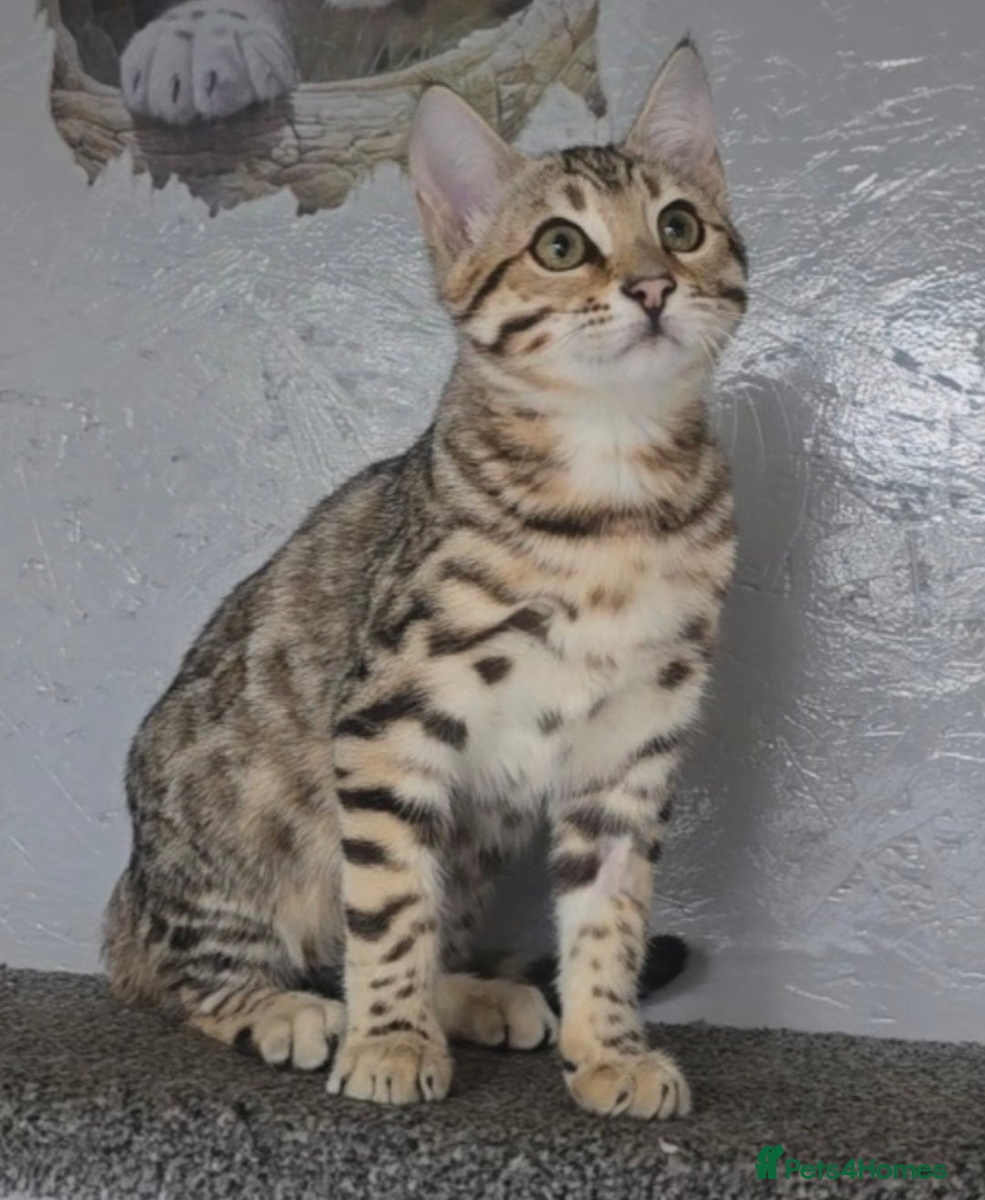 Bengal cats for sale: 1 beautiful bengal girl ready to leave now - Image 16