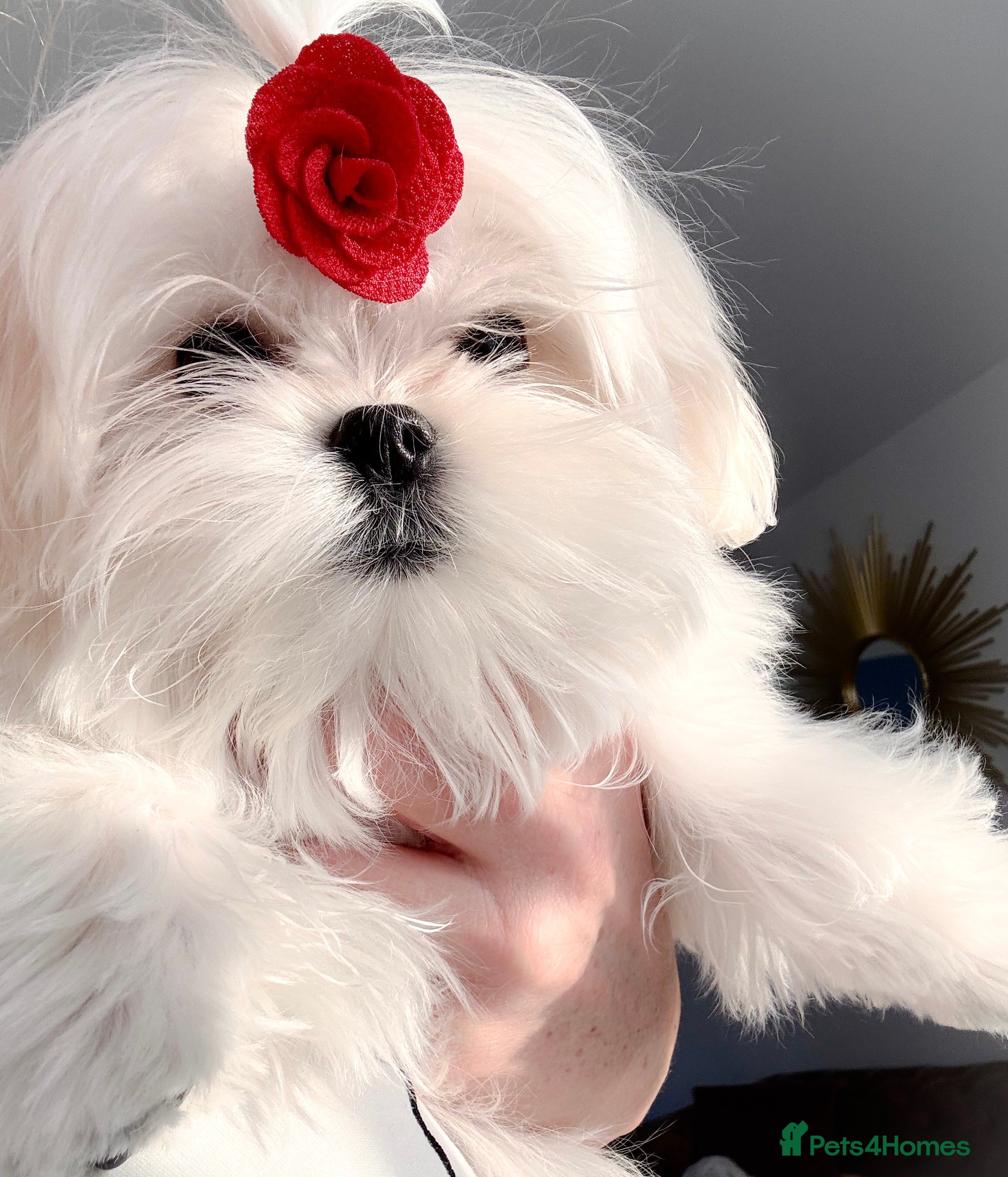 Maltese dogs 💎Last Boy Full Korean Maltese  Available💎 - Advert 4