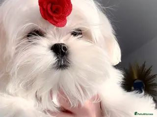 Maltese dogs 💎Last Boy Full Korean Maltese Available💎 - Advert 4