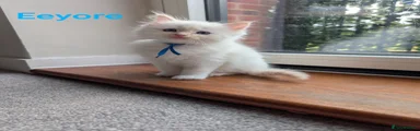Ragdoll Kitten 4