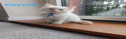 Ragdoll cats for sale: 5 ragdoll kittens  - Advert 9