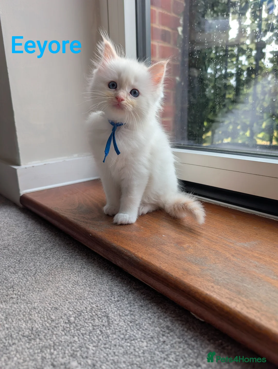 Ragdoll cats for sale: 4 ragdolls awaiting forever homes  - Advert 17