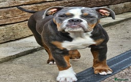 Olde English Bulldogge dogs for sale: Olde English Bulldogge  - Image 1