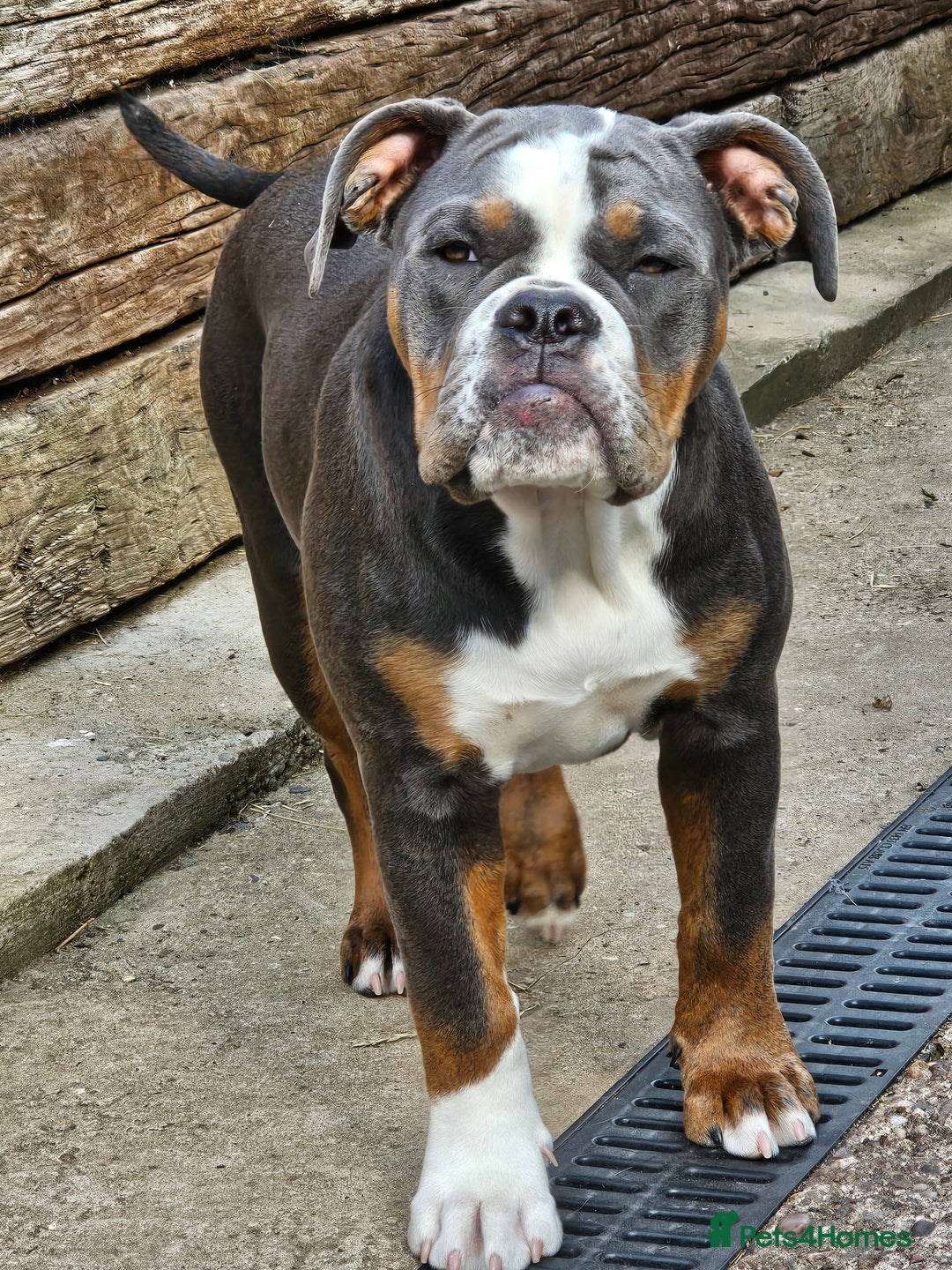 Olde English Bulldogge dogs for sale: Olde English Bulldogge  - Image 1