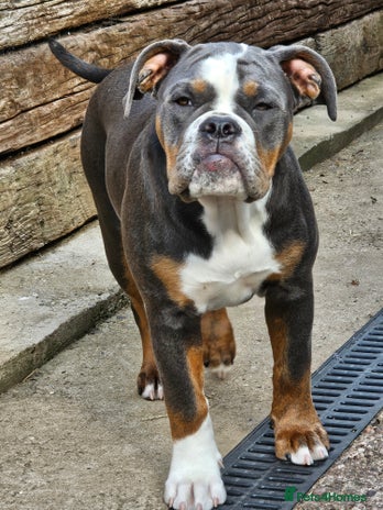 Olde English Bulldogge dogs - Advert 7