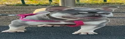 French Bulldog dogs for sale: Beautiful fluffy French bulldog pups - Advert 4