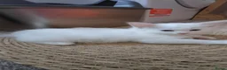 Ragdoll cats for sale: Pedigree ragdolls  in Southampton - Advert 5