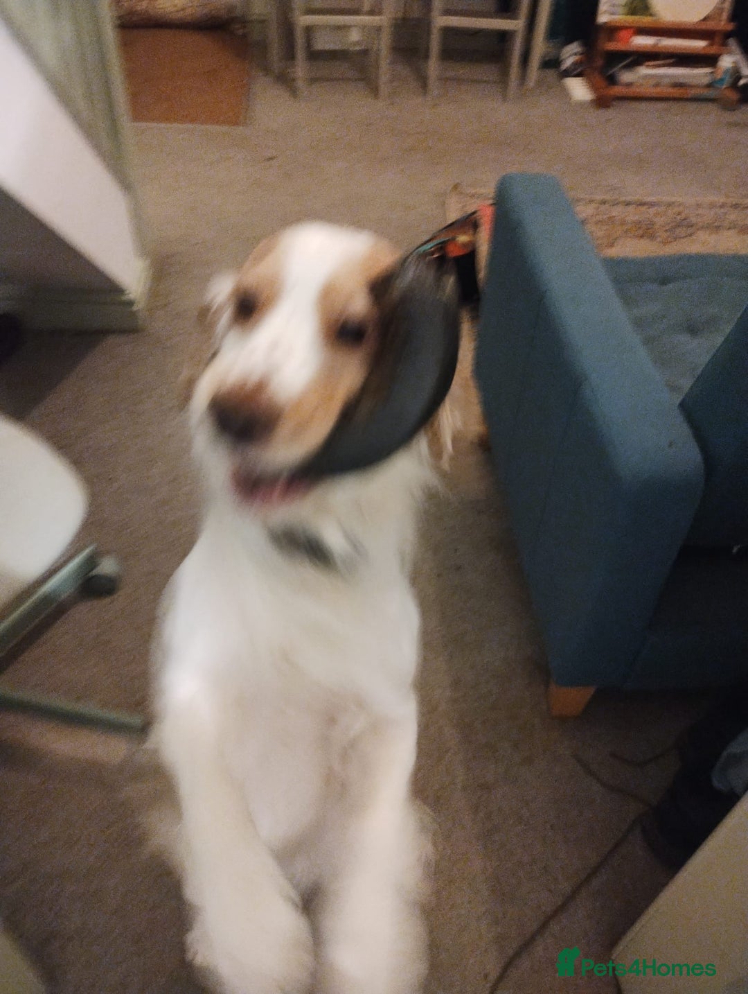 Cocker Spaniel dogs for sale: Happy, Healthy, Well Trained Cocker Spaniel - Advert 7