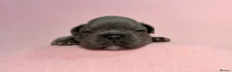 French Bulldog dogs for sale: 6 Adorable French Bulldog puppies - Advert 18