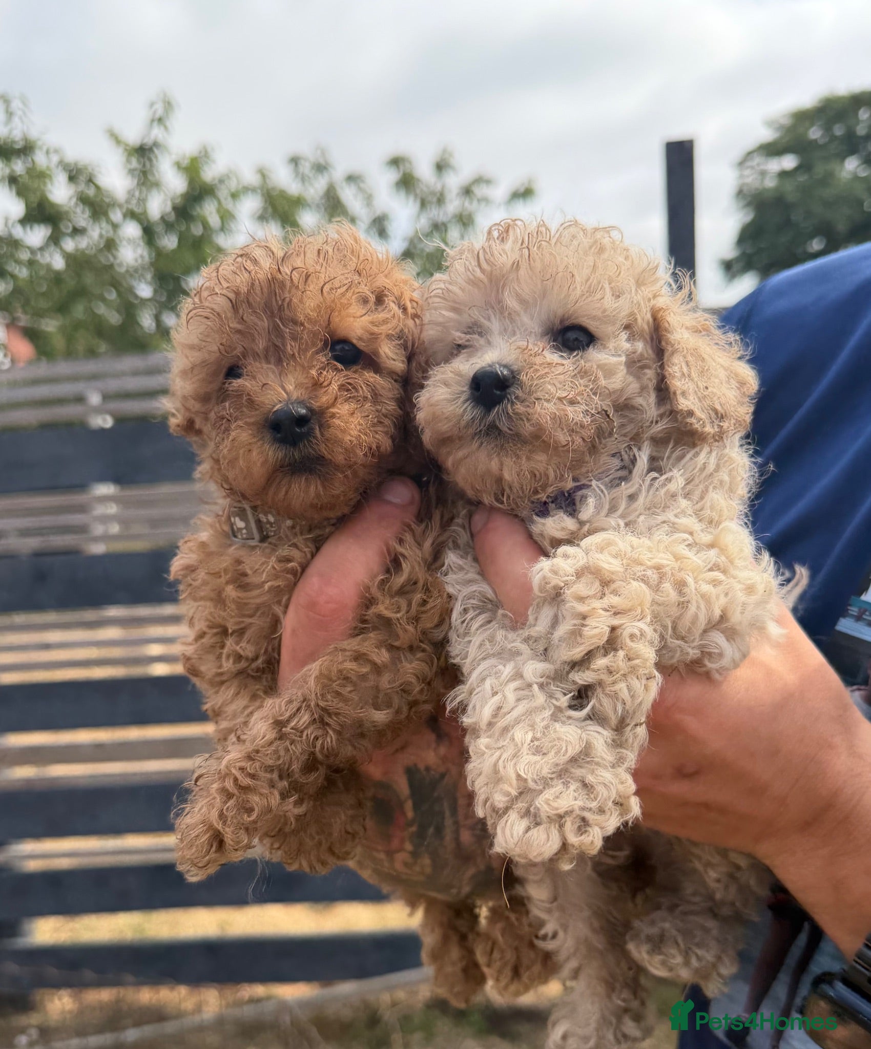 Toy Poodle dogs Beautiful Toy Poodle Puppies ❤️🐾🐩 - Advert 6