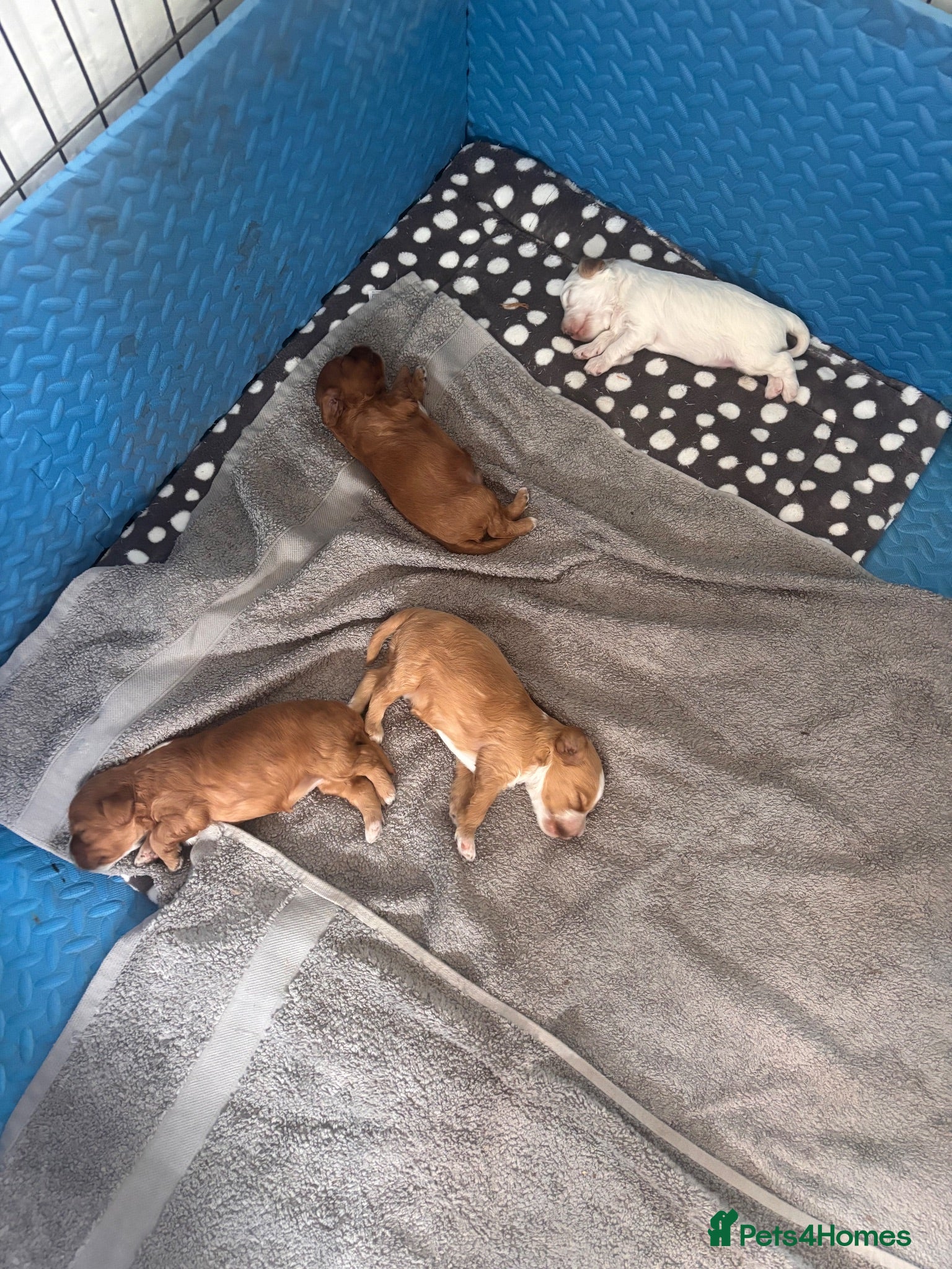 Cavapoo dogs Beautiful Cavapoo puppies  - Advert 5