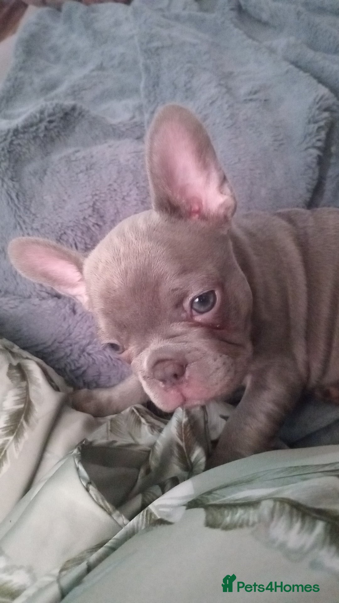 French Bulldog dogs for sale: Beautiful blue an green eyed frenchie puppies  - Image 5