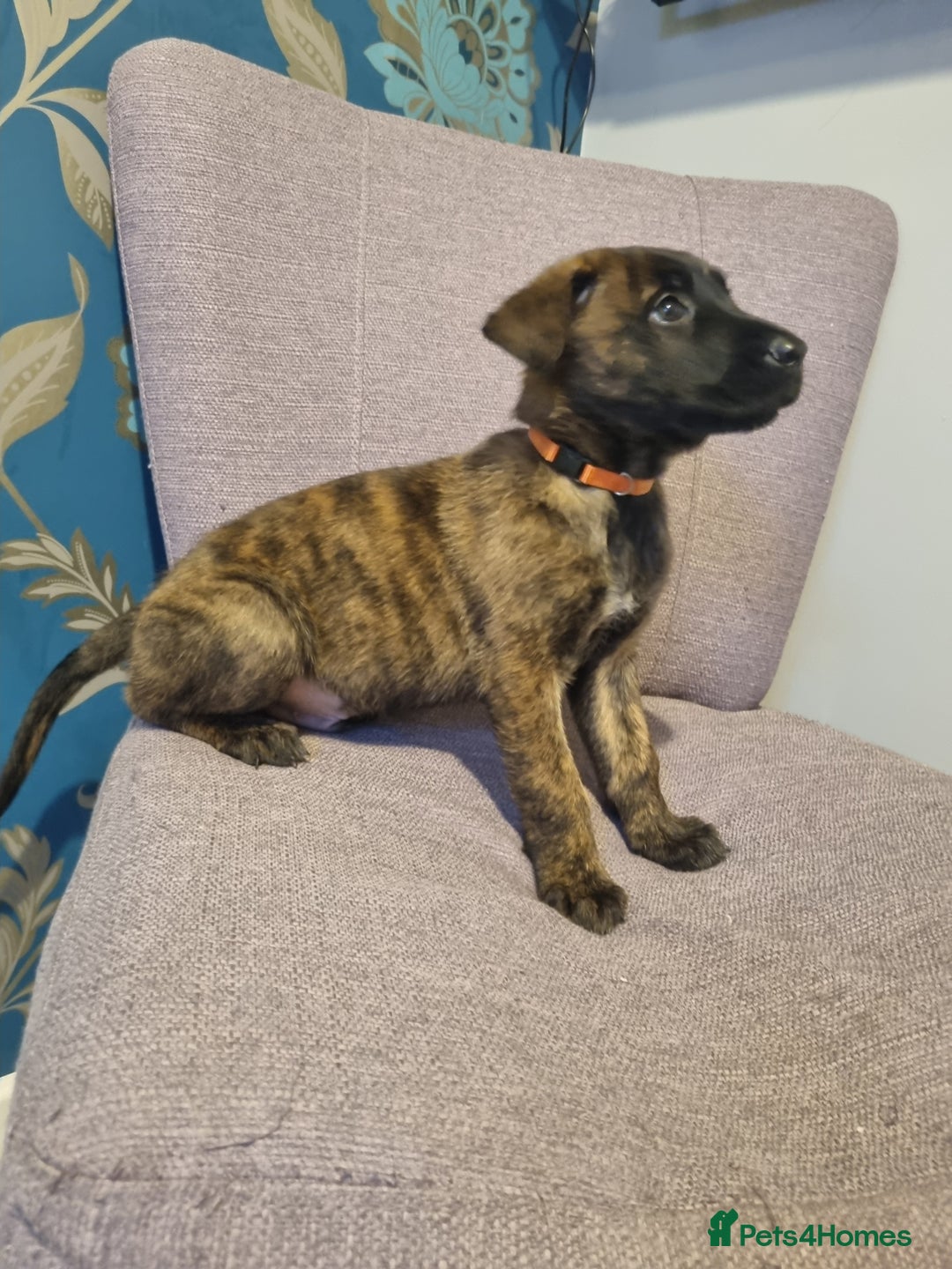 Belgian Shepherd Dog dogs for sale: Mother is a Dutch Herder NOT Belgian shepherd!!  - Advert 11