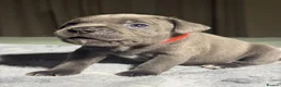 Staffordshire Bull Terrier dogs for sale: Stunning KC reg Staffordshire Bull Terrier - Advert 9