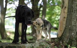 Saarloos Wolfdog dogs for sale: Noodle - Image 5